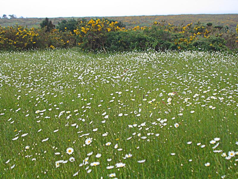 IMG_1514 typical field - daisies were blowing wildly