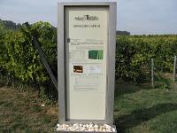IMG_5795 Industrial scale vineyard